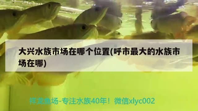 大興水族市場在哪個位置(<strong><mark>呼市</mark></strong>最大的水族市場在哪)（<strong><mark>呼市</mark></strong>最大的水族市場在哪個位置）