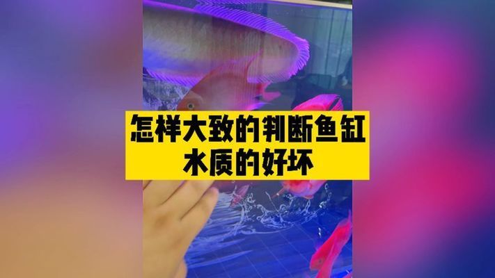 魚缸買哪家的好用(買魚缸去哪買)