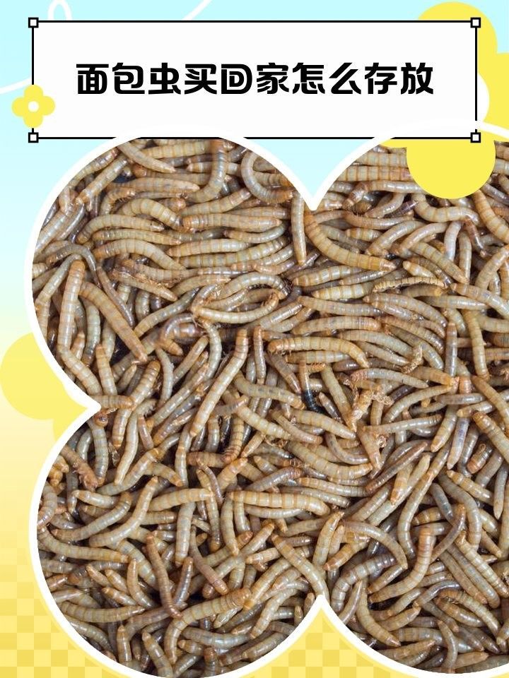 面包蟲去殼后如何保存？（面包蟲去殼后冷藏能保存多久面包蟲去殼后冷藏能保存多久）