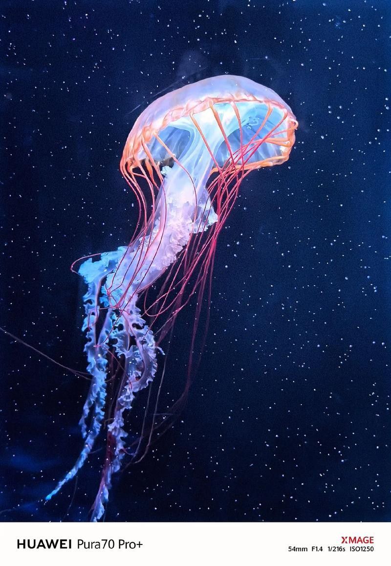 推薦幾款適合拍攝金龍魚的鏡頭（京東魚眼單反鏡頭排行榜京東魚眼單反鏡頭排行榜）