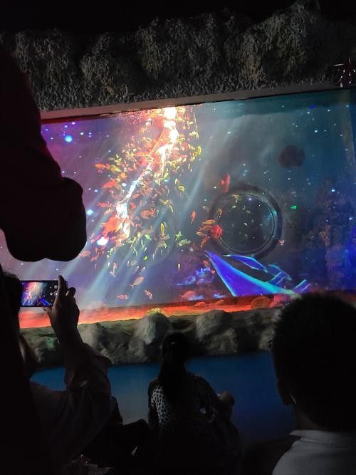 華錦龍魚水族世界有哪些表演？