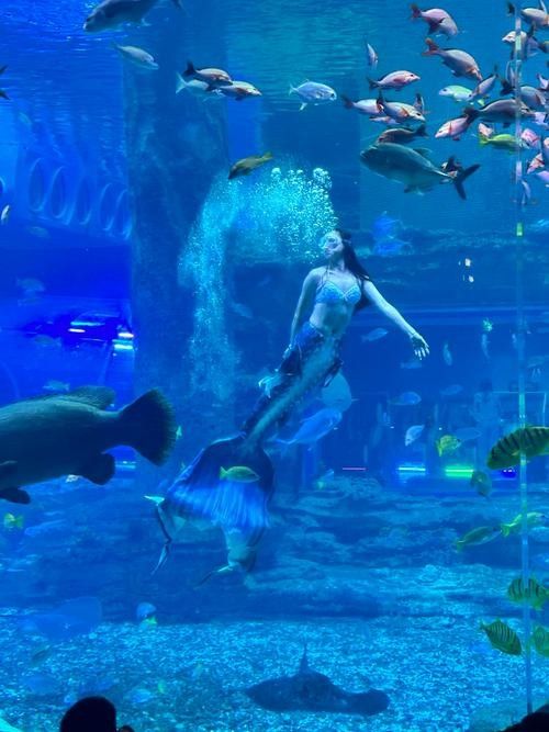 華錦龍魚水族世界有哪些表演？