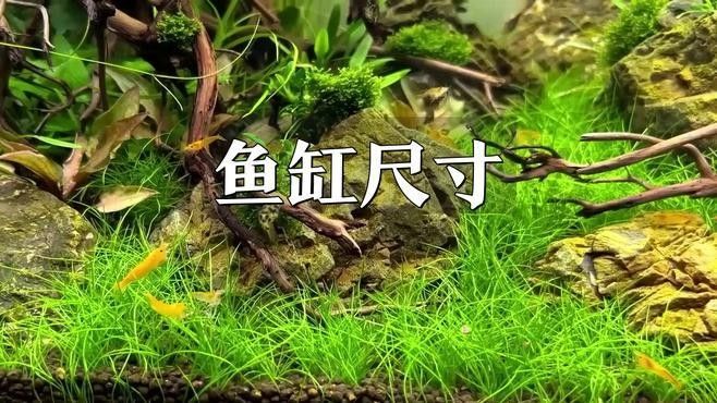 如何升級魚缸尺寸？（四海游俠笑江湖魚缸升級魚缸尺寸時局觀測站全解析）
