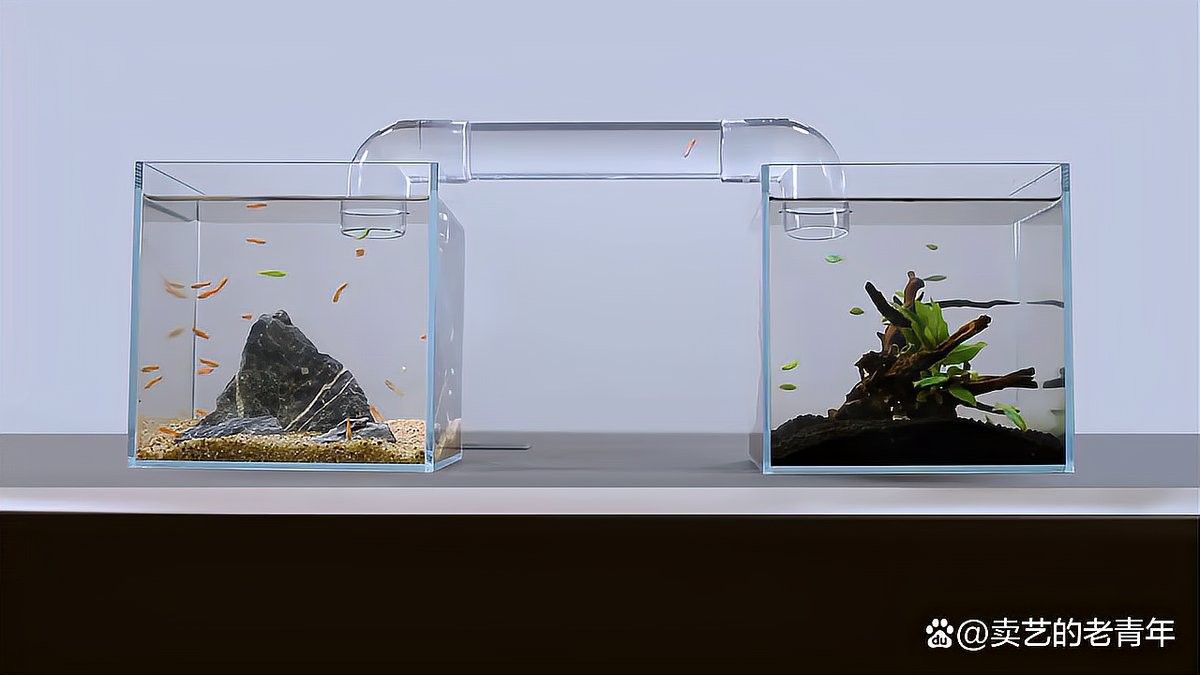如何升級魚缸尺寸？（四海游俠笑江湖魚缸升級魚缸尺寸時局觀測站全解析）