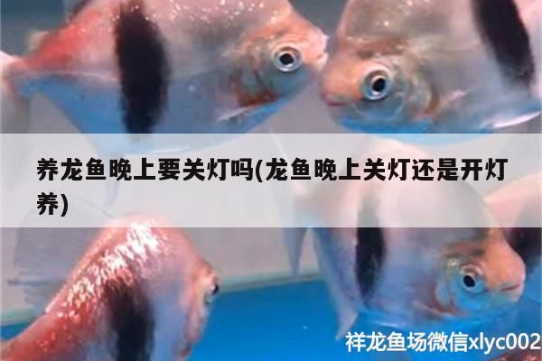 養龍魚晚上要關燈嗎(龍魚晚上關燈還是開燈養)
