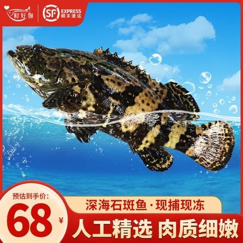 龍躉魚一斤多少錢（龍躉魚一斤多少錢？） 龍躉魚一斤多少錢（龍躉魚一斤多少錢？） 觀賞魚百科 第1張