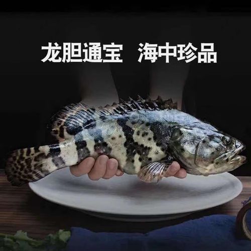 龍躉魚一斤多少錢（龍躉魚一斤多少錢？） 龍躉魚一斤多少錢（龍躉魚一斤多少錢？） 觀賞魚百科 第3張