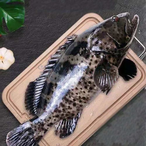 龍躉魚一斤多少錢（龍躉魚一斤多少錢？） 龍躉魚一斤多少錢（龍躉魚一斤多少錢？） 觀賞魚百科 第4張