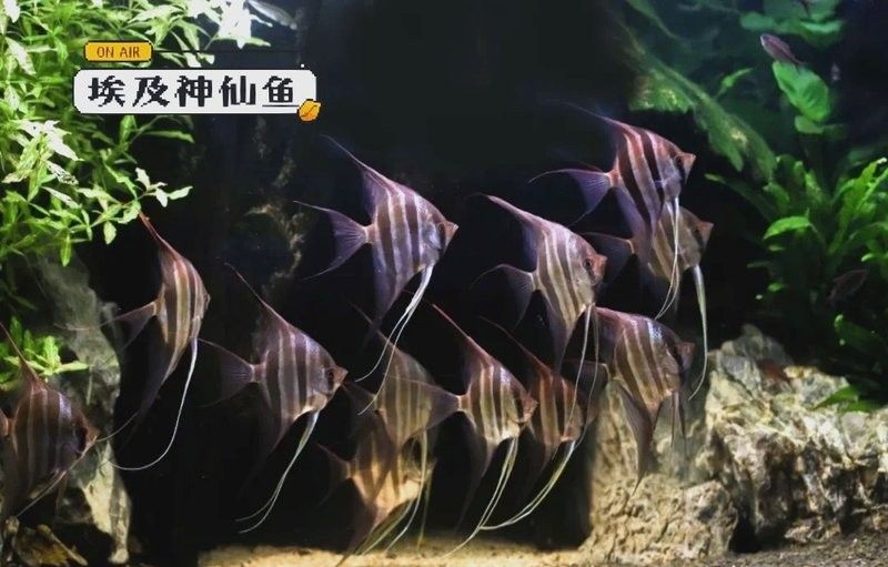 埃及神仙魚(yú)和龍魚(yú)多久喂一次？（埃及神仙魚(yú)和龍魚(yú)混養(yǎng)需要注意什么，） 埃及神仙魚(yú)和龍魚(yú)多久喂一次？（埃及神仙魚(yú)和龍魚(yú)混養(yǎng)需要注意什么，） 龍魚(yú)百科 第1張