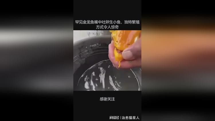 金龍魚張嘴會死嗎？（金龍魚張嘴會導致死亡嗎？） 金龍魚張嘴會死嗎？（金龍魚張嘴會導致死亡嗎？） 龍魚百科 第3張