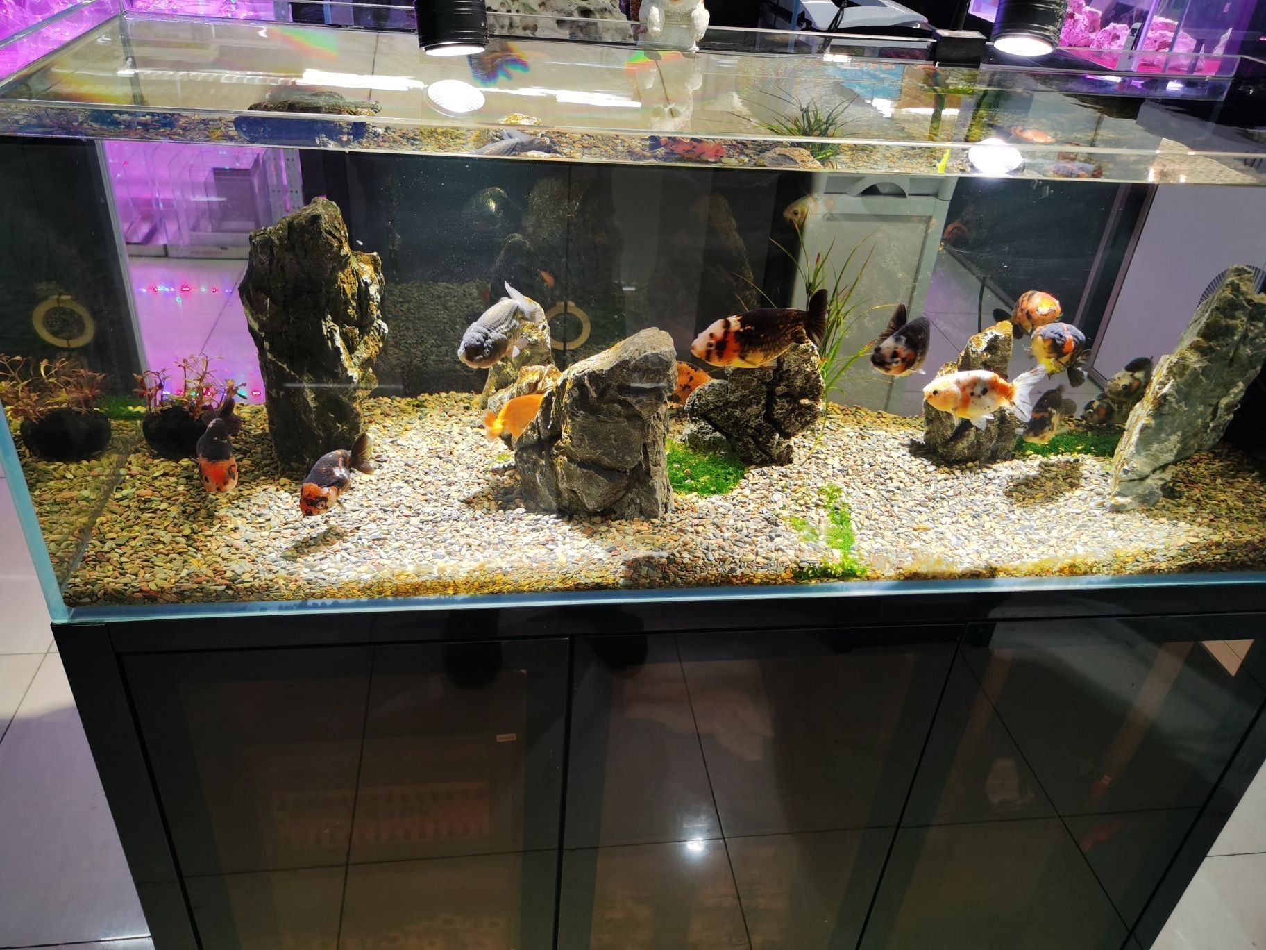 <strong><mark>金州</mark></strong>哪個(gè)水族館龍魚好？祥龍魚場龍魚（大連市<strong><mark>金州</mark></strong>區(qū)祥龍魚場）