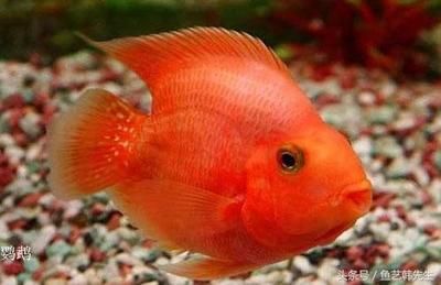 金龍魚疾病預防措施，金龍魚疾病預防措施介紹 金龍魚疾病預防措施，金龍魚疾病預防措施介紹 觀賞魚百科 第2張