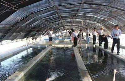 金龍魚疾病預防措施，金龍魚疾病預防措施介紹 金龍魚疾病預防措施，金龍魚疾病預防措施介紹 觀賞魚百科 第3張
