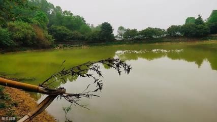金龍魚疾病預防措施，金龍魚疾病預防措施介紹 金龍魚疾病預防措施，金龍魚疾病預防措施介紹 觀賞魚百科 第4張