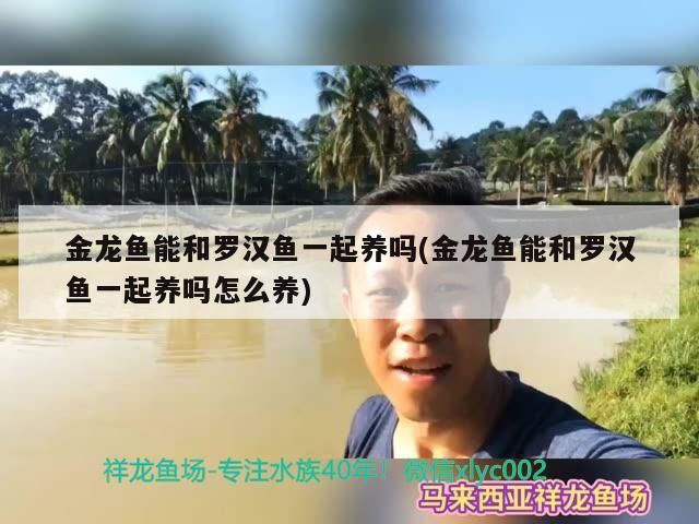 金龍魚能和羅漢魚一起養嗎(金龍魚能和羅漢魚一起養嗎怎么養)（金龍魚和羅漢魚能和羅漢魚一起養嗎，和羅漢魚一起養嗎）