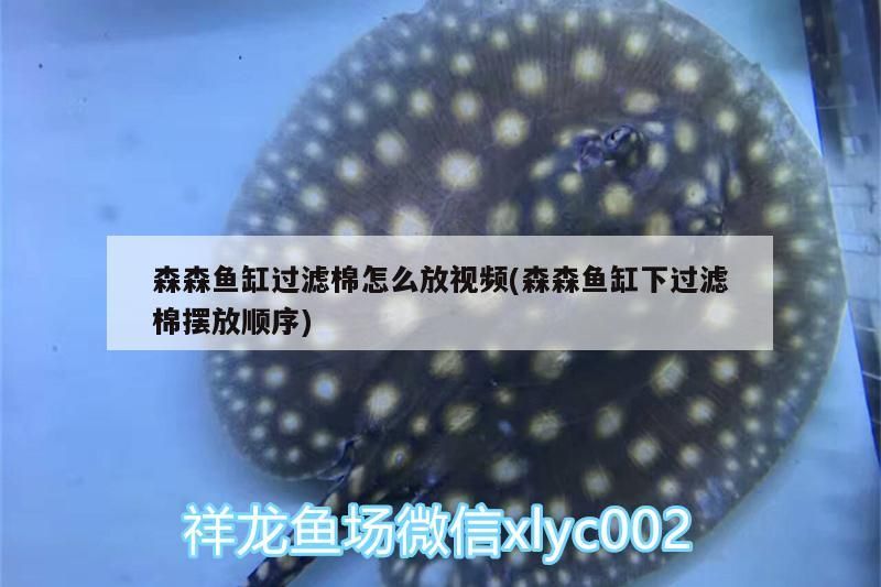 森森魚缸過濾棉怎么放視頻(森森魚缸下過濾棉擺放順序)（森森魚缸過濾棉怎么放） 森森魚缸過濾棉怎么放視頻(森森魚缸下過濾棉擺放順序)（森森魚缸過濾棉怎么放） 觀賞魚百科