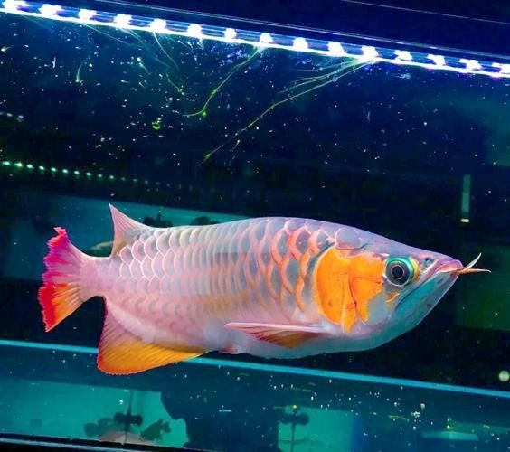 給我推薦一些高清大圖的紅龍魚圖片（高清大圖的紅龍魚圖片）
