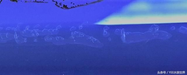 龍魚干蝦有營養嗎 龍魚一直不吃咋回事(龍魚一直不吃咋回事呀)(龍魚一直不吃怎么辦) 觀賞魚百科 龍魚一直不吃咋回事(龍魚一直不吃咋回事呀)(龍魚一直不吃怎么辦) 龍魚一直不吃咋回事(龍魚一直不吃咋回事呀)(龍魚一直不吃怎么辦) 觀賞魚百科