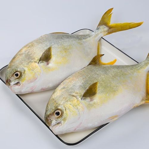 鯧魚最好的三個品種（金鯧魚vs銀鯧魚）
