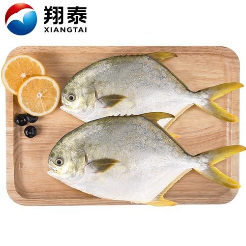 鯧魚最好的三個品種（金鯧魚vs銀鯧魚）