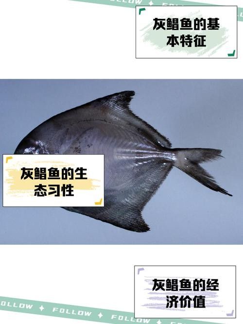 鯧魚最好的三個品種（金鯧魚vs銀鯧魚）