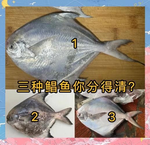鯧魚最好的三個品種（金鯧魚vs銀鯧魚）