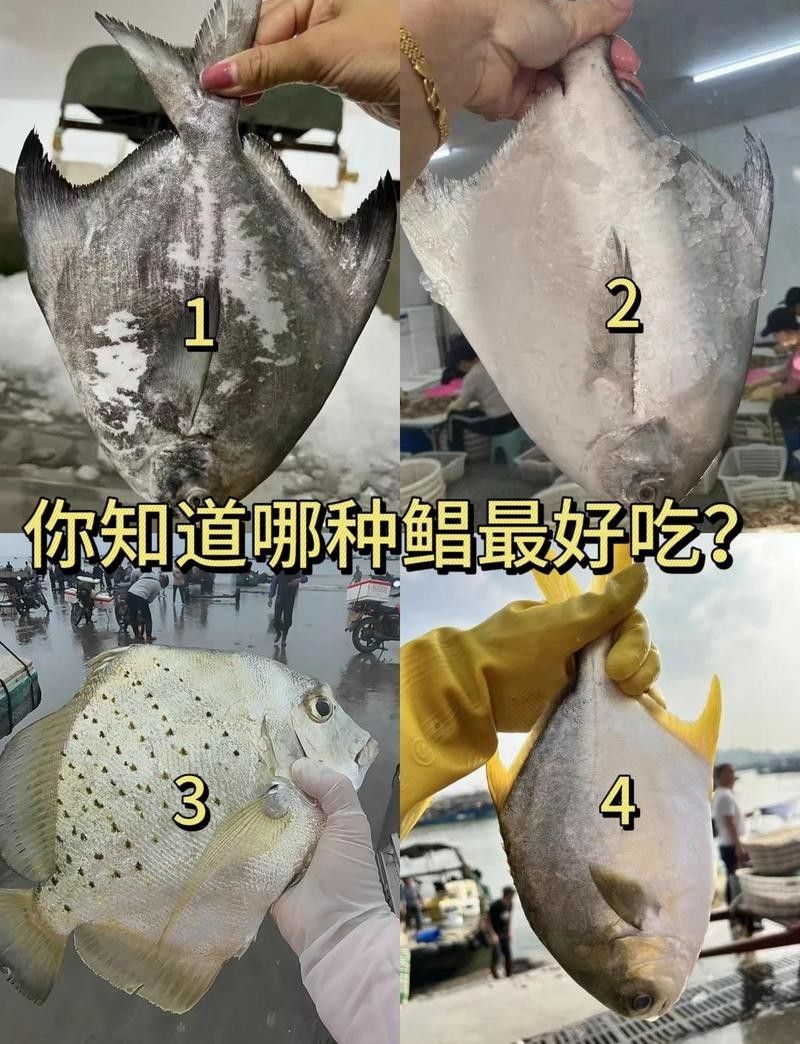 鯧魚最好的三個品種（金鯧魚vs銀鯧魚）