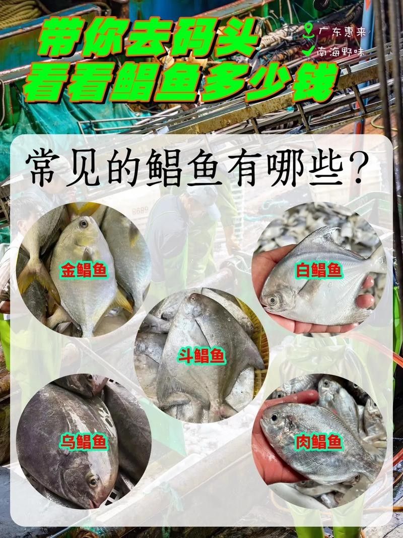 鯧魚最好的三個品種（金鯧魚vs銀鯧魚）