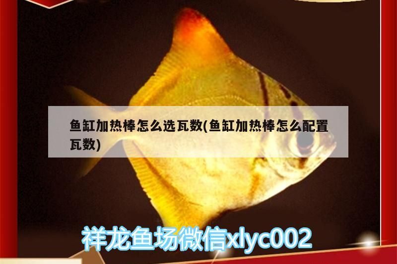 魚缸加熱棒怎么選瓦數(魚缸加熱棒怎么配置瓦數)（如何選擇魚缸加熱棒）