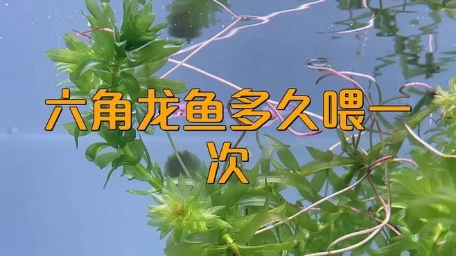 六角龍魚多久喂一次小魚（六角龍魚喂食頻率和量是確保其健康和活力的關鍵因素之一） 六角龍魚多久喂一次小魚（六角龍魚喂食頻率和量是確保其健康和活力的關鍵因素之一） 龍魚百科 第1張