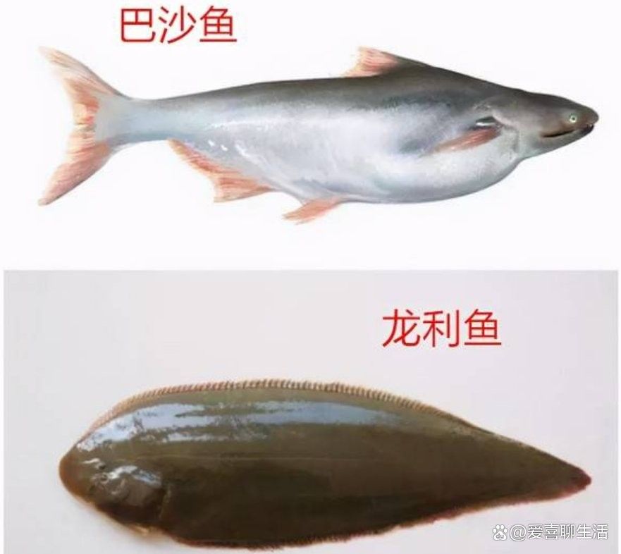 如何判斷龍利魚是否新鮮