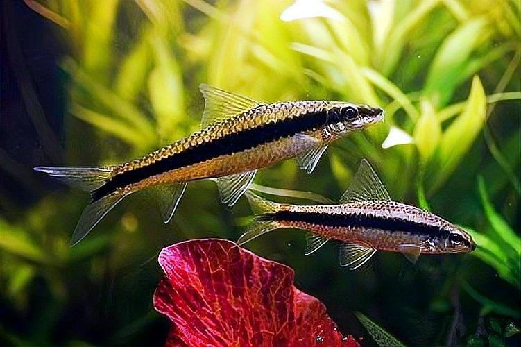 哪些清潔工具魚適合混養？
