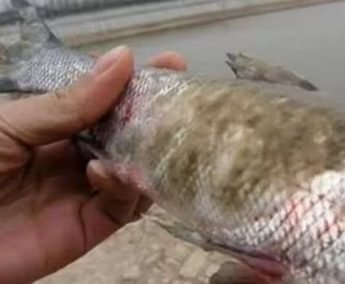 金龍魚水霉病會復發(fā)嗎？（金龍魚水霉病會復發(fā)嗎18條防治措施讓您有備無患） 金龍魚水霉病會復發(fā)嗎？（金龍魚水霉病會復發(fā)嗎18條防治措施讓您有備無患） 龍魚百科 第7張