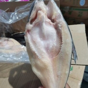 東昌府區(qū)龍魚(yú)批發(fā)價(jià)格如何？（東昌府區(qū)龍魚(yú)批發(fā)價(jià)格受到多種因素影響）