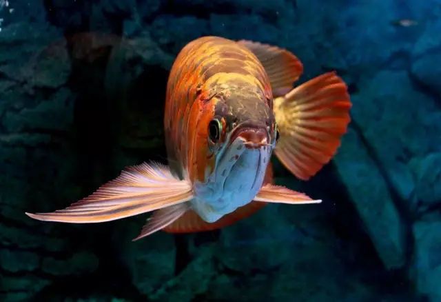 魚缸用增氧泵價格是多少:魚缸增氧機-xtrac增氧機-xtrac增氧機 雙龍(“雙龍”概念在現代社會中的應用) 觀賞魚百科 雙龍(“雙龍”概念在現代社會中的應用) 雙龍(“雙龍”概念在現代社會中的應用) 觀賞魚百科