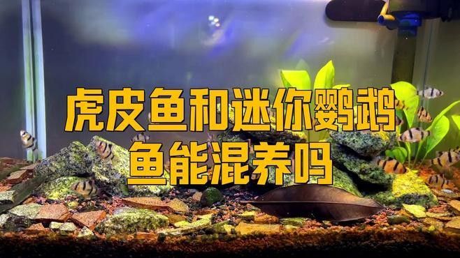 虎皮魚(yú)和什么魚(yú)混養(yǎng)比較好？