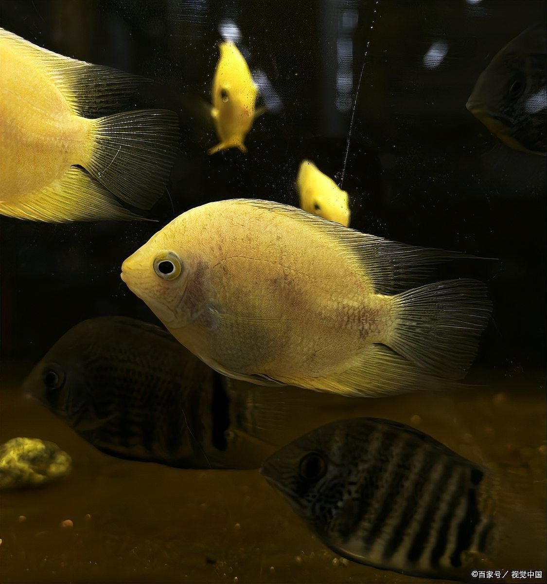 虎皮魚(yú)和什么魚(yú)混養(yǎng)比較好？