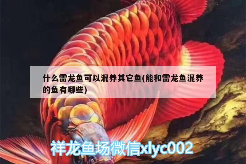 什么雷龍魚可以混養其它魚(能和雷龍魚混養的魚有哪些) 什么雷龍魚可以混養其它魚(能和雷龍魚混養的魚有哪些) 觀賞魚百科