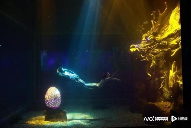 深圳哪個水族館龍魚好？祥龍魚場龍魚（深圳觀瀾海洋世界祥龍魚場） 深圳哪個水族館龍魚好？祥龍魚場龍魚（深圳觀瀾海洋世界祥龍魚場） 龍魚百科 第9張