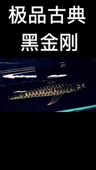 黑金剛龍魚