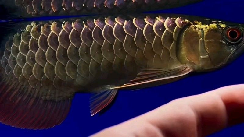 黑金剛龍魚