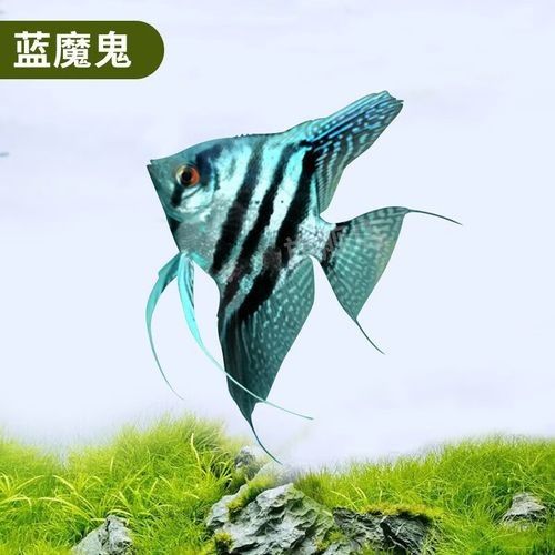 藍魔鬼魚的價格是多少？（最新藍魔鬼魚價格、批發報價、價格大全）