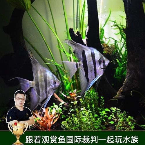 藍魔鬼魚的價格是多少？（最新藍魔鬼魚價格、批發報價、價格大全）