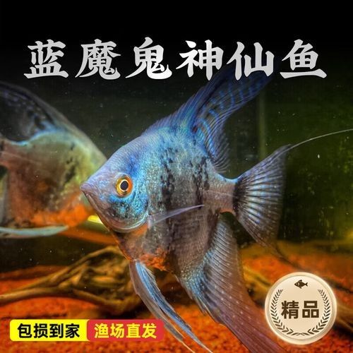 藍魔鬼魚的價格是多少？（最新藍魔鬼魚價格、批發報價、價格大全）