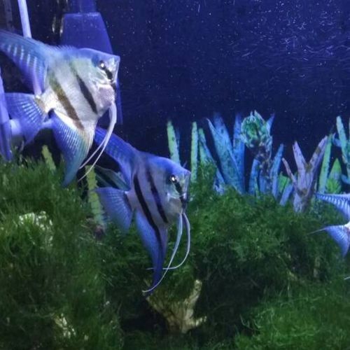 藍魔鬼魚的價格是多少？（最新藍魔鬼魚價格、批發報價、價格大全）