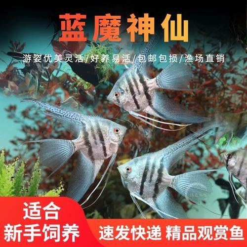 藍魔鬼魚的價格是多少？（最新藍魔鬼魚價格、批發報價、價格大全）
