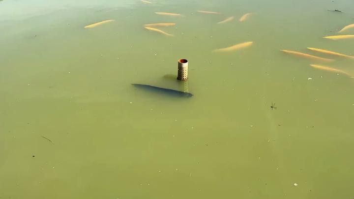 紅龍魚漁場中哪家口碑最好（紅龍魚漁場哪家的口碑最好） 紅龍魚漁場中哪家口碑最好（紅龍魚漁場哪家的口碑最好） 龍魚百科 第7張