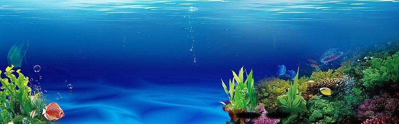 龍魚魚缸背景圖哪里可以下載（龍魚魚缸背景圖下載資源推薦）