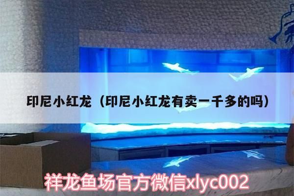 印尼小紅龍（印尼小紅龍有賣一千多的嗎） 印尼小紅龍（印尼小紅龍有賣一千多的嗎） 觀賞魚百科 第2張