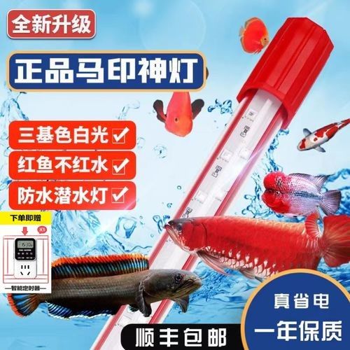 紅龍魚LED燈哪個品牌最好（紅龍魚led燈品牌推薦及分析紅龍鱗片色彩如何提升燈光選擇全攻略）
